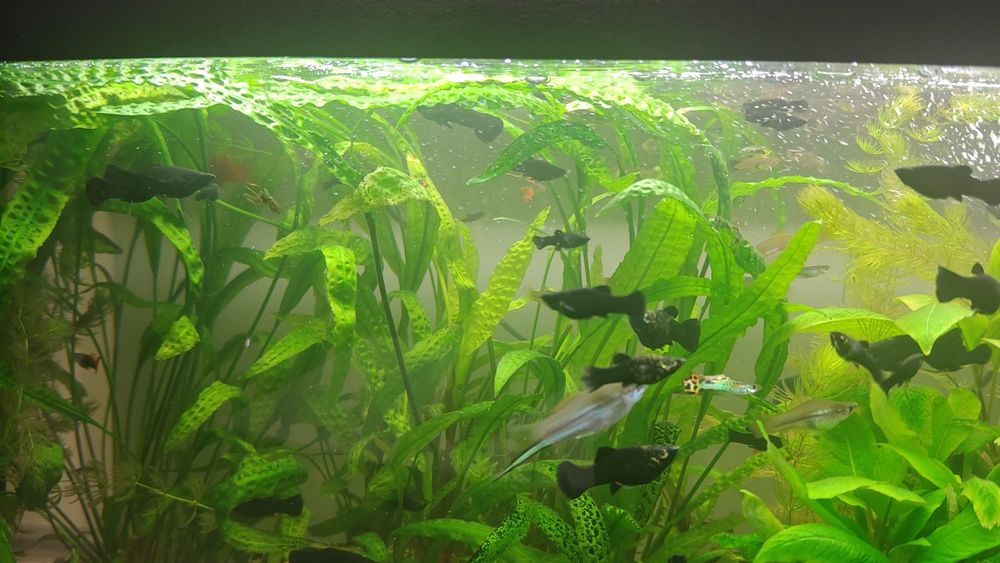 Pawie Oczka Molinezje Czarne Mieczyki