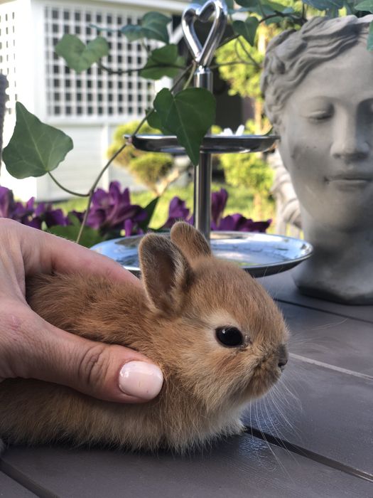 Królik mini rex kroliczek miniaturka karzełek najmądrzejsza rasa