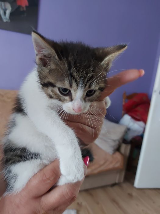 Malutki kotek do zabrania
