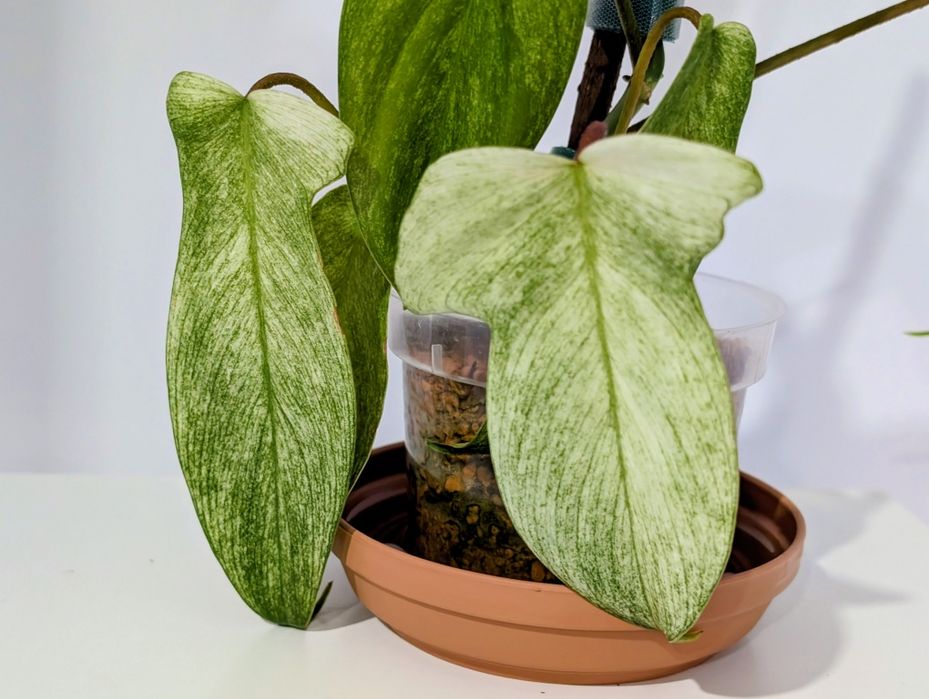 Filodendron Florida ghost philodendron