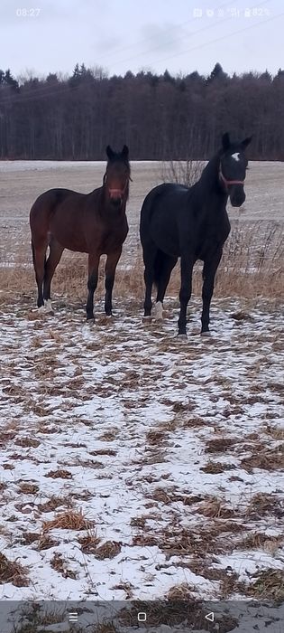 Klacz śląska gniada