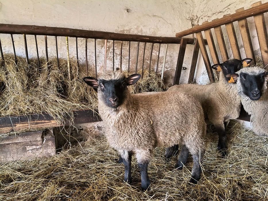 Baranek czarnogłówka 6 miesięcy