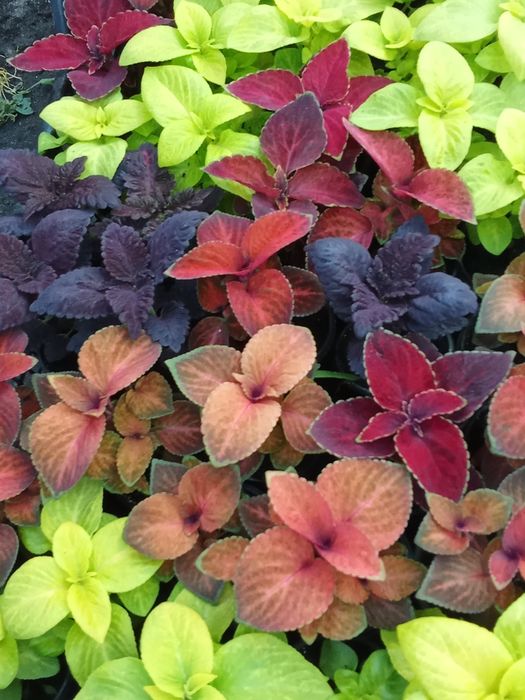 Интерьер для сада