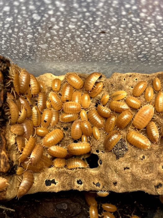 Porcellio laevis orange