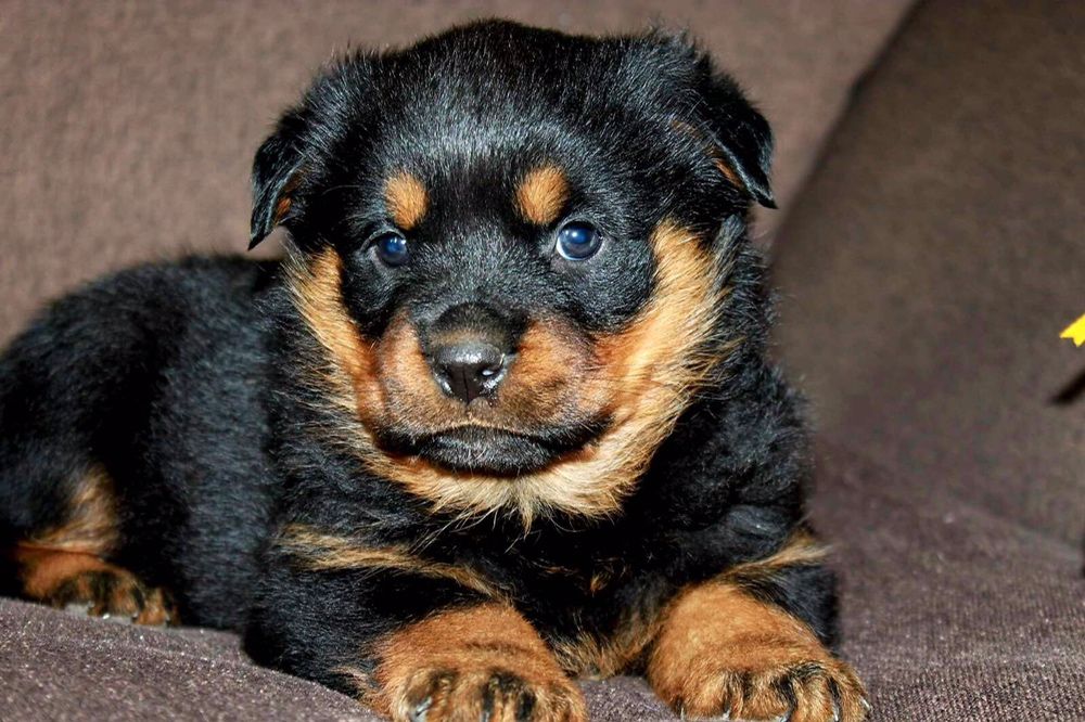 Щенки Породы Ротвейлер
