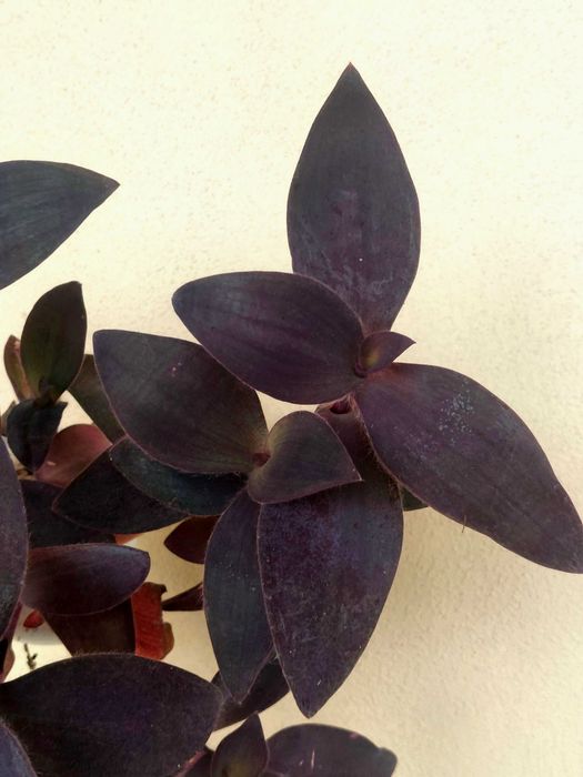 Planta Tradescantia Purple Heart