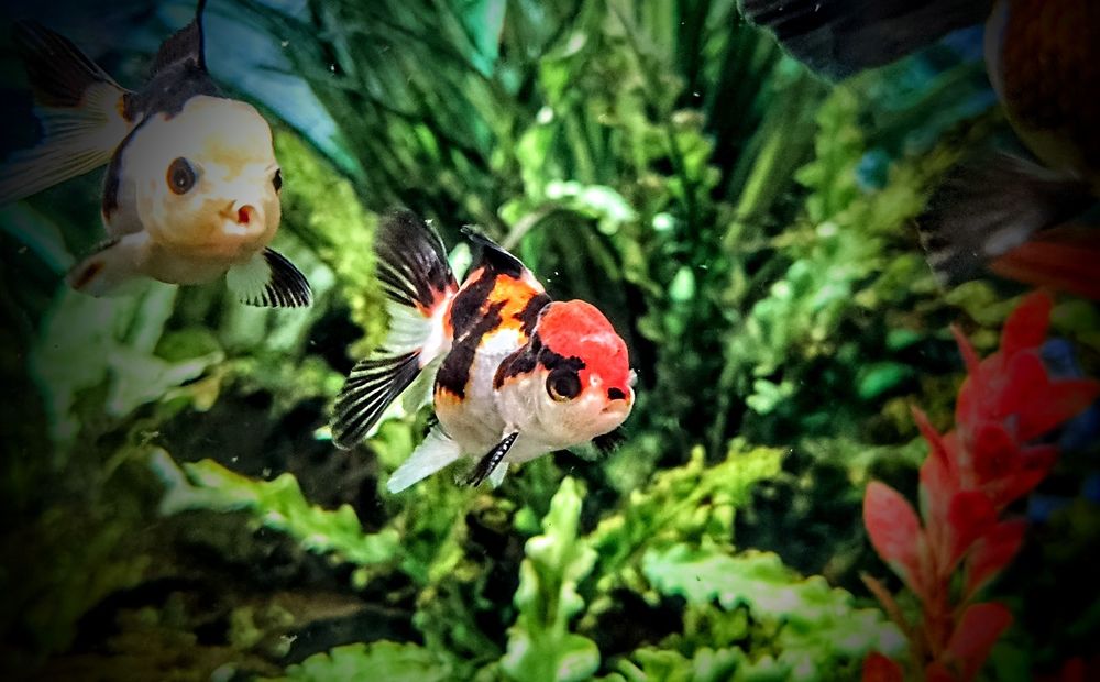 Welonki ,,oranda tricolor,, goldfish welon złota rybka