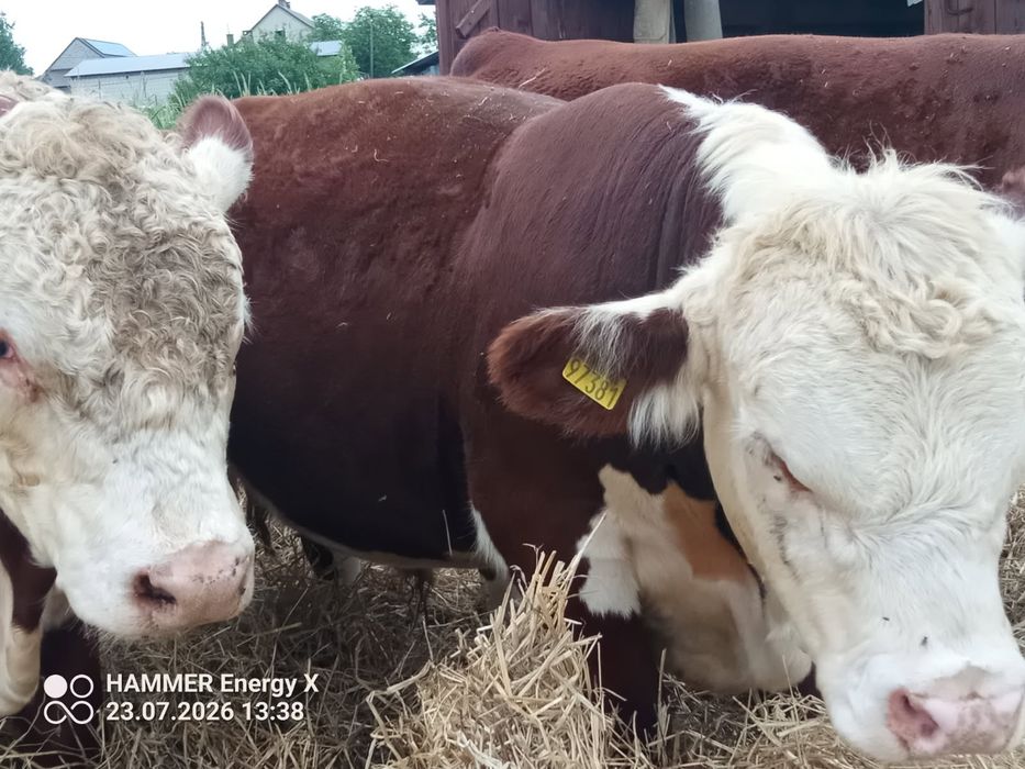 Sprzedam Byka razy Hereford