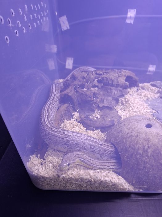 Wąż zbożowy anery tessera