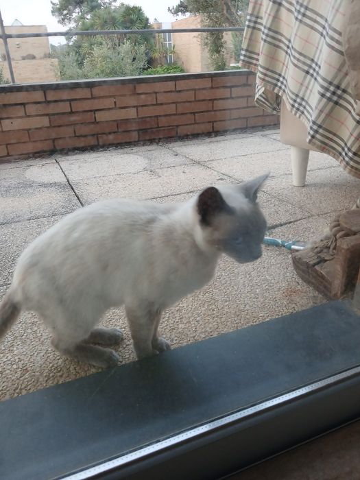 Dou gatinha siamês  com  1 ano