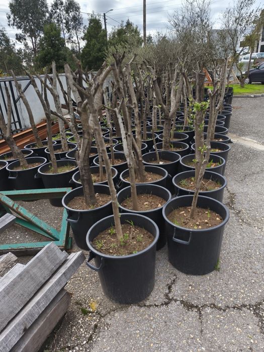 Oliveiras Adultas replantadas em vaso