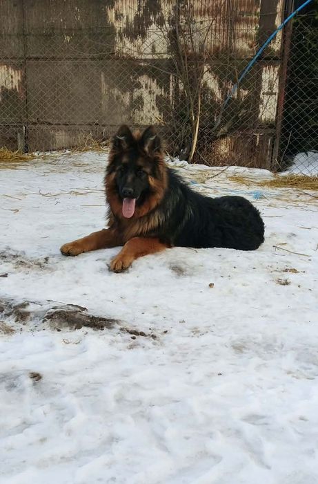 Sprzedam sukę owczarka niemieckiego