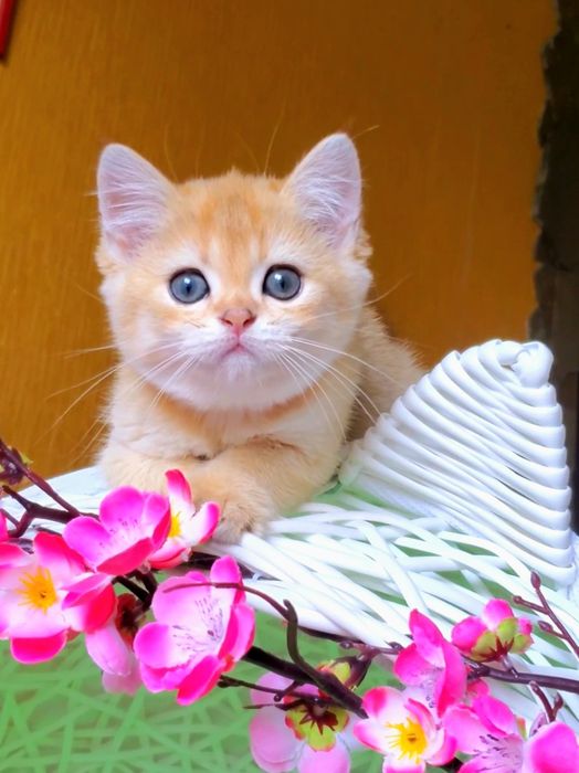 Невероятной красоты малыши. Нежные котята золотая шиншилла.