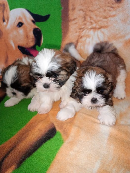 Szczeniaki shih tzu tricolor z rodowodem