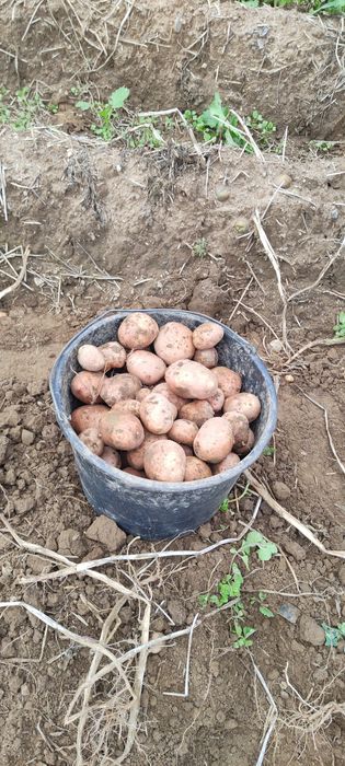 Ziemniaki Soraya oraz Bellarosa