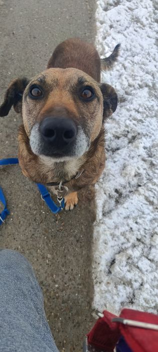 Yoko szuka dobrego domu