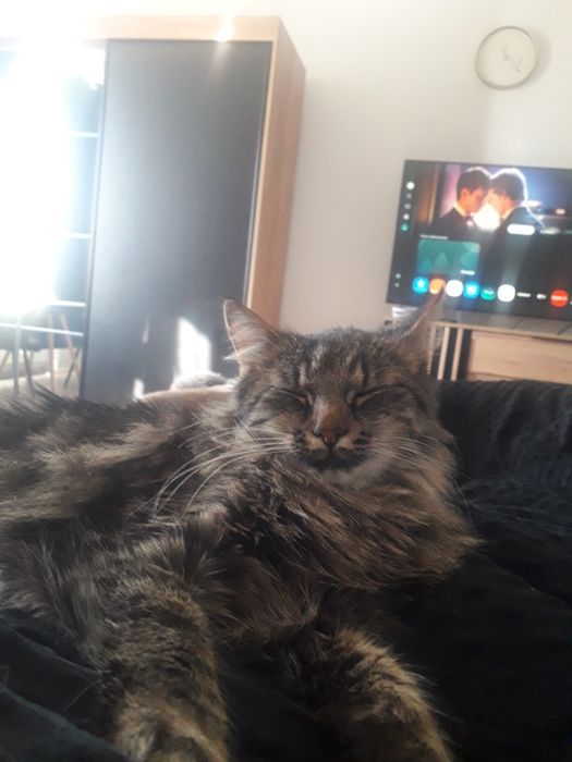 Kotka szuka domu