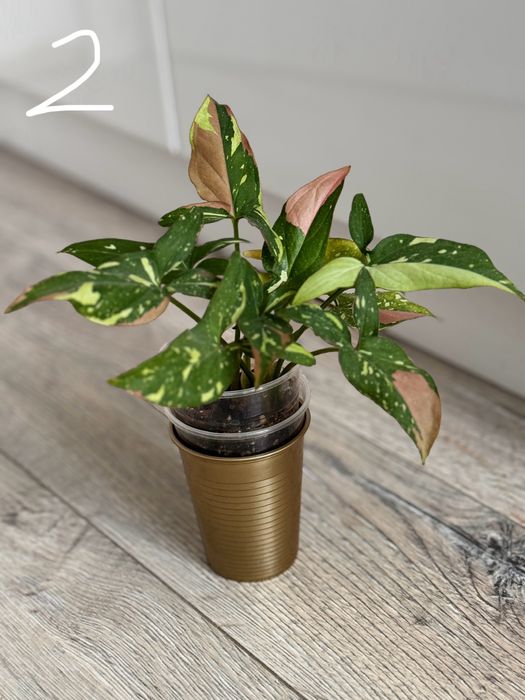 Syngonium red spot  tricolor