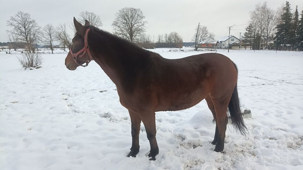 Sprzedam klacz Sp 5 lat