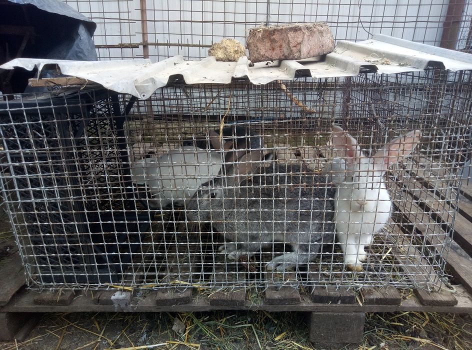 Продам кролів різного віку