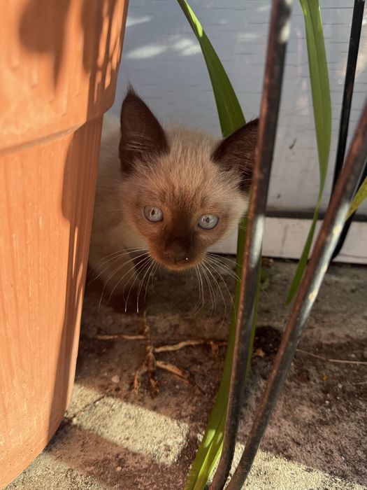 Gatinha Femea para adoção