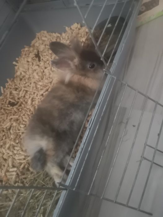 Oddam królika w dobre ręce