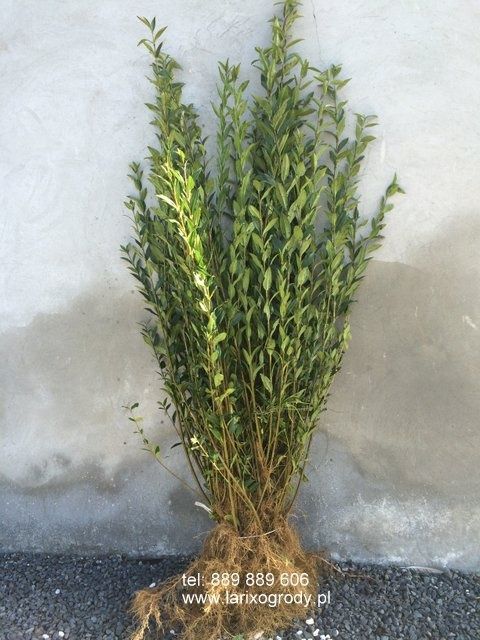Ligustr pospolity roczne oraz extra DUŻE 2 letnie sadzonki