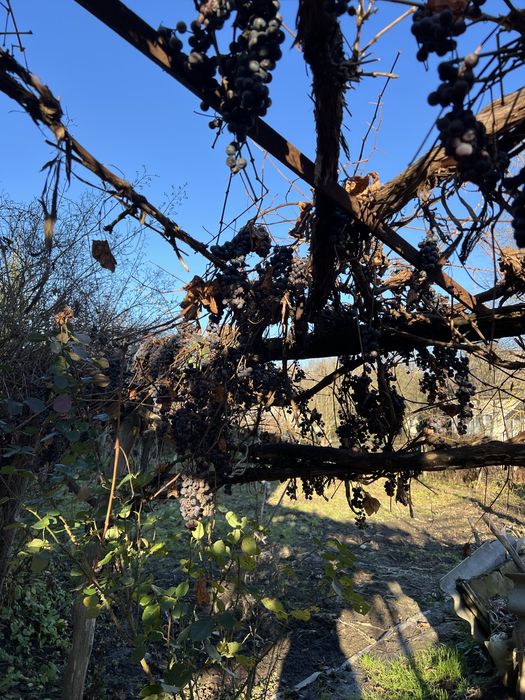 Калинка Велика за Підгайцями