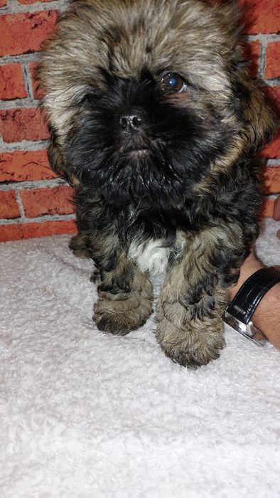 Piesek   Shih-tzu