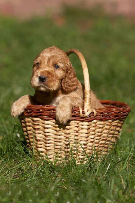 Руда кокер-спаніель — ніжна, врівноважена, з дуже м’яким характером.