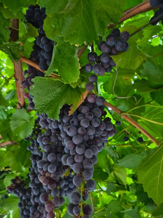 Uvas de boa qualidade