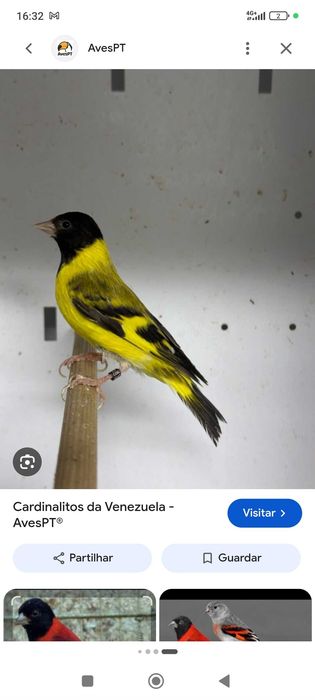 Cardinalitos de 2026