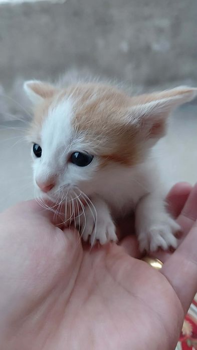 Gatos para adoção
