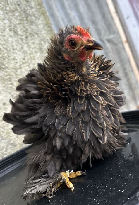 Vendo casal de pekins novos