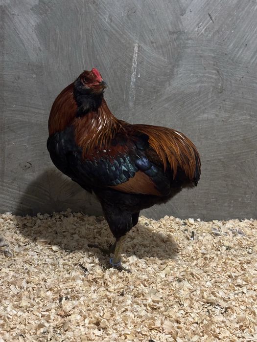Frango da Raça Araucana