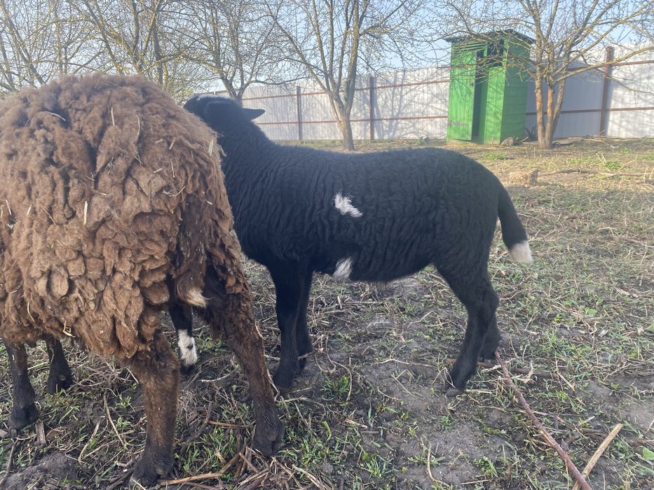 Продаємо ягнят кроси ( дорпер/романівстка)