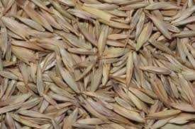 Kupkówka pospolita, nasiona paszowe. WYSYŁKA GRATIS