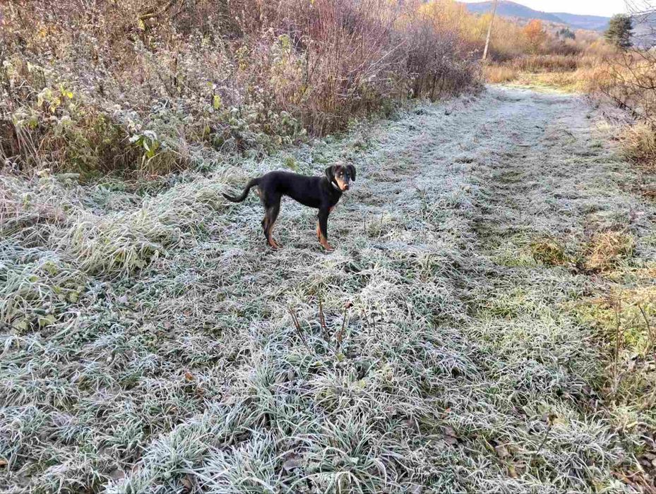 Двохрічна карпатська гонча