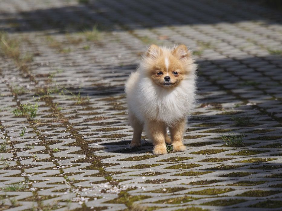 FCI# Pomeranian Szpic miniaturowy BIAŁY PIESEK