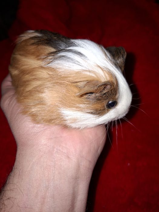 Świnka Morsja samczyk