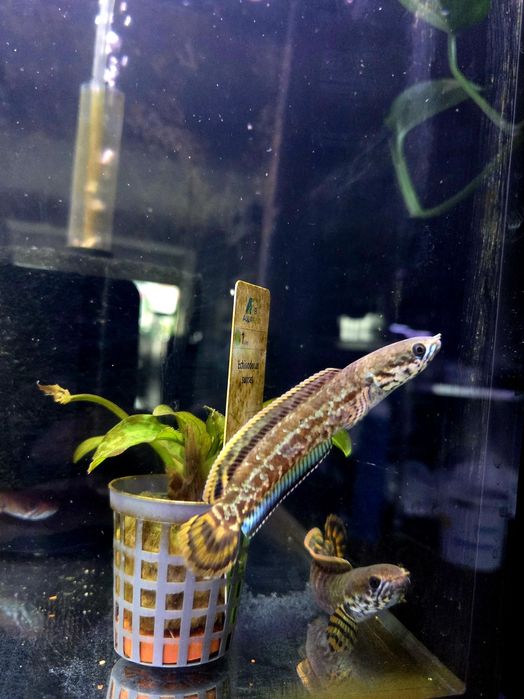 Channa bleheri (wężogłów)