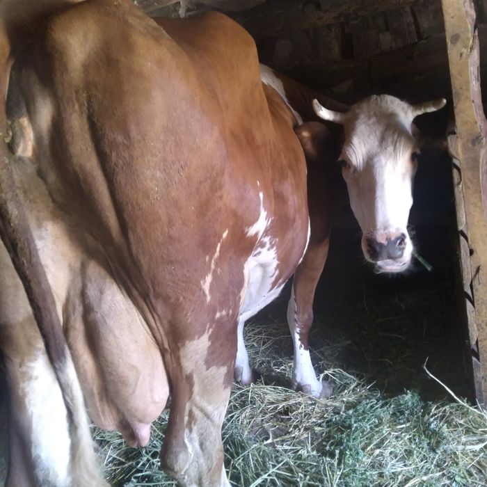 Продам корову высокоудойную