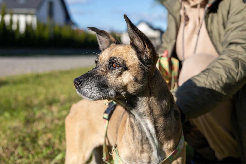 Sunia do adopcji Tequila