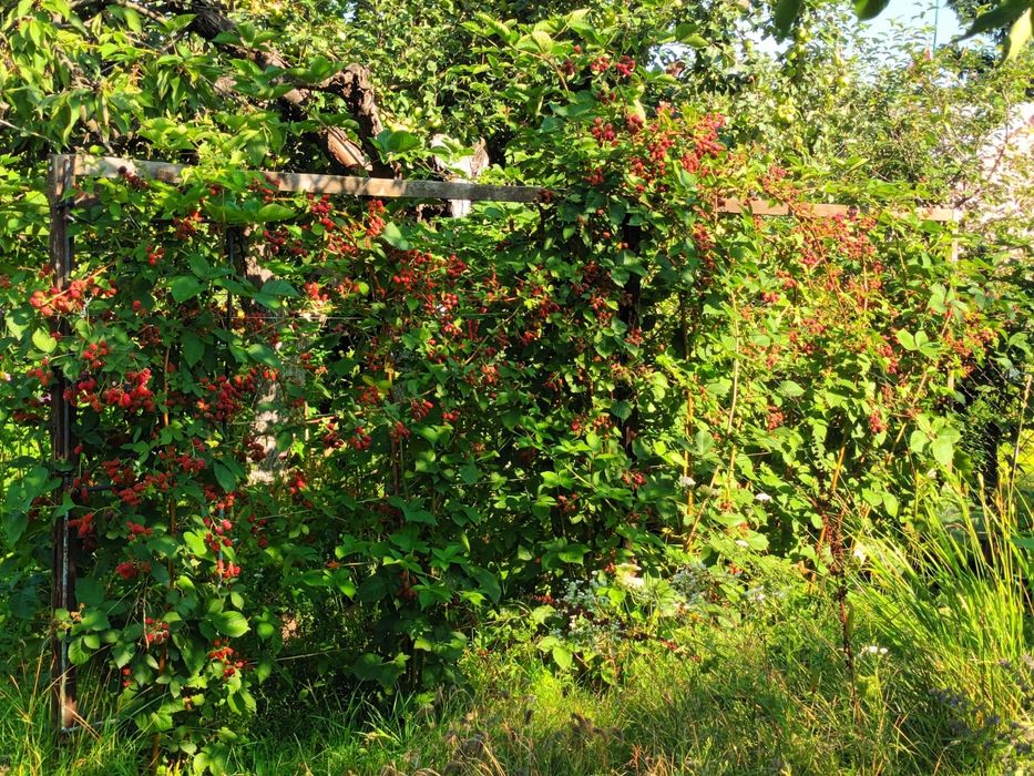 Odstąpię prawo do uzytkowania działki ROD - Widok 3