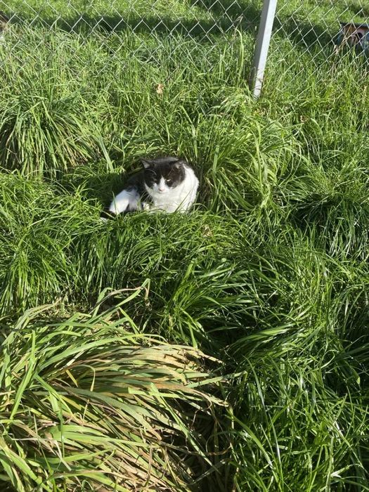 Kocurek Grubcio do adopcji!