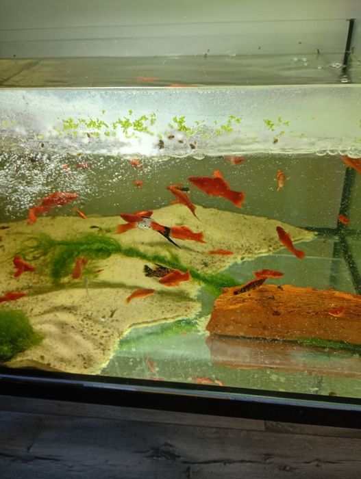 Sprzedam rybki mieczyki