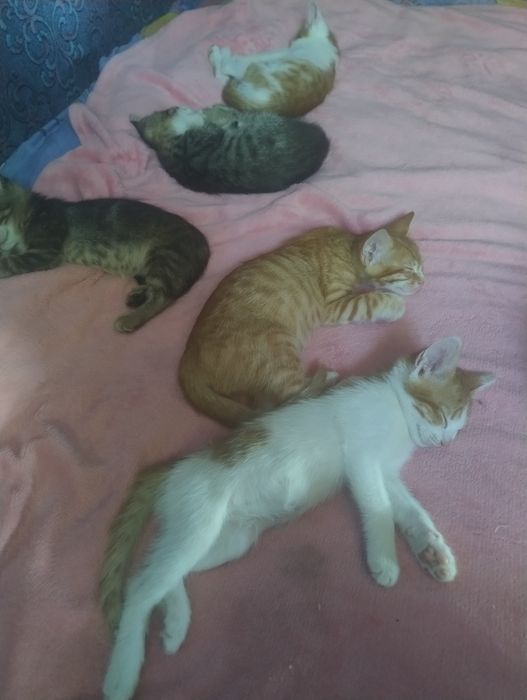Отдам котят в семью