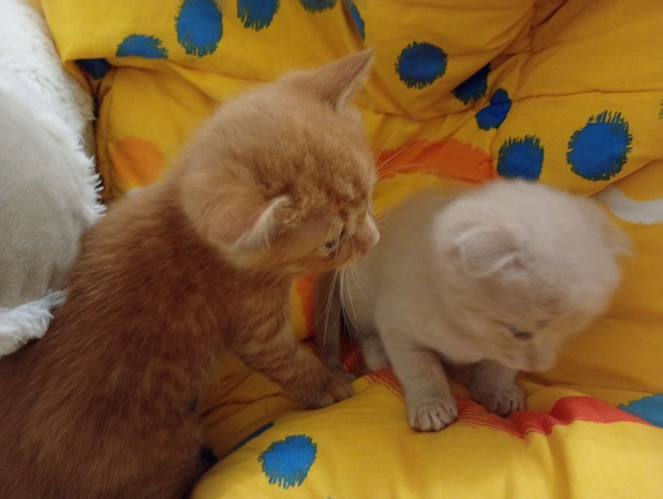 Вислоухе Кошеня персиковий