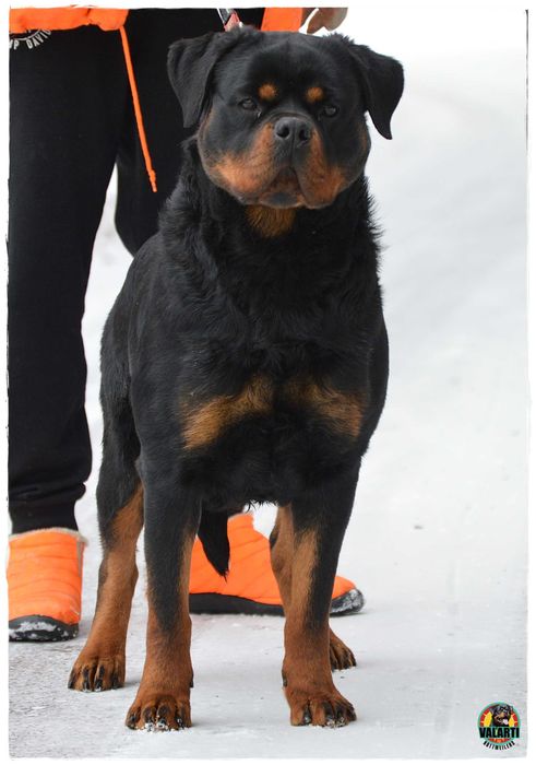 Rottweiler - Rezerwacja - suczka - Lato 2026