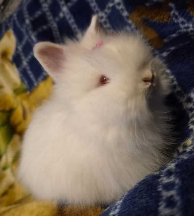 Króliczek Teddy.
